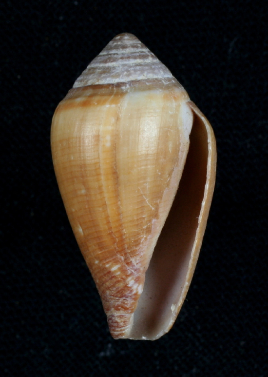  Californiconus californicus (California Cone)
